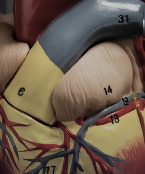 Biologia Humana